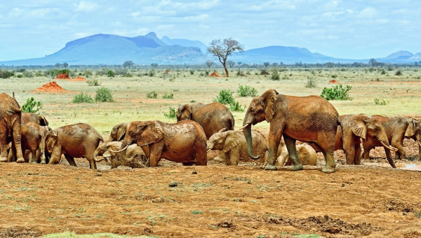 Tsavo, Tsavo National park - Discover Kenya