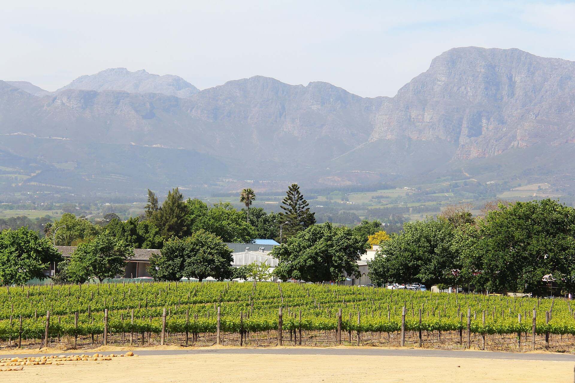 capetown-vineyard.jpg