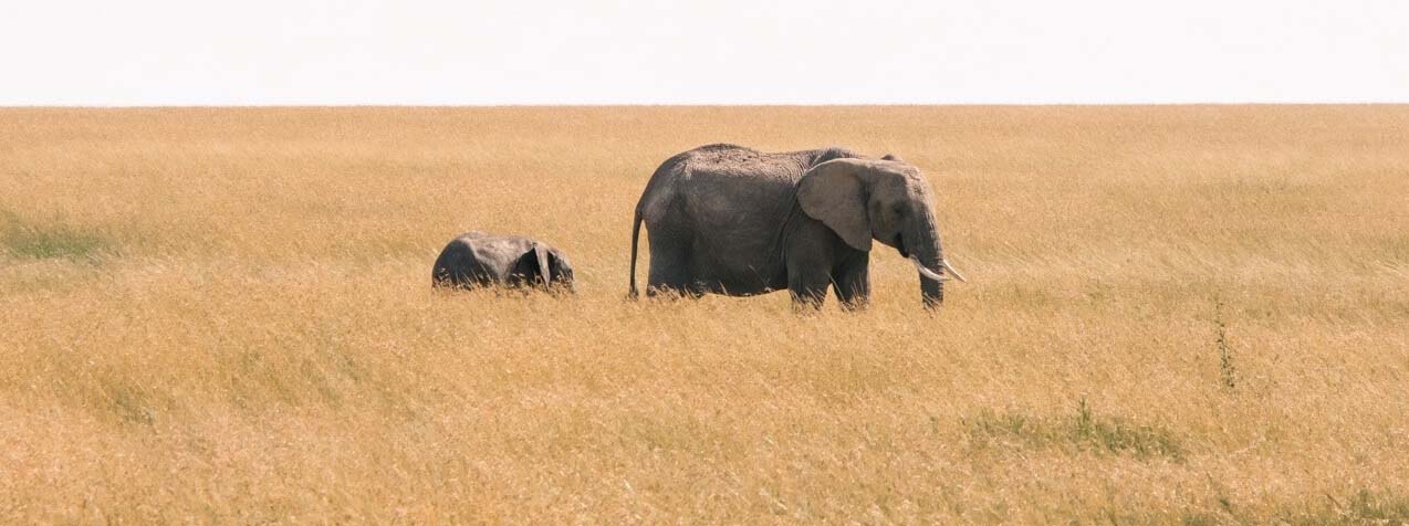 elephant-and-child-savanna-large.jpg