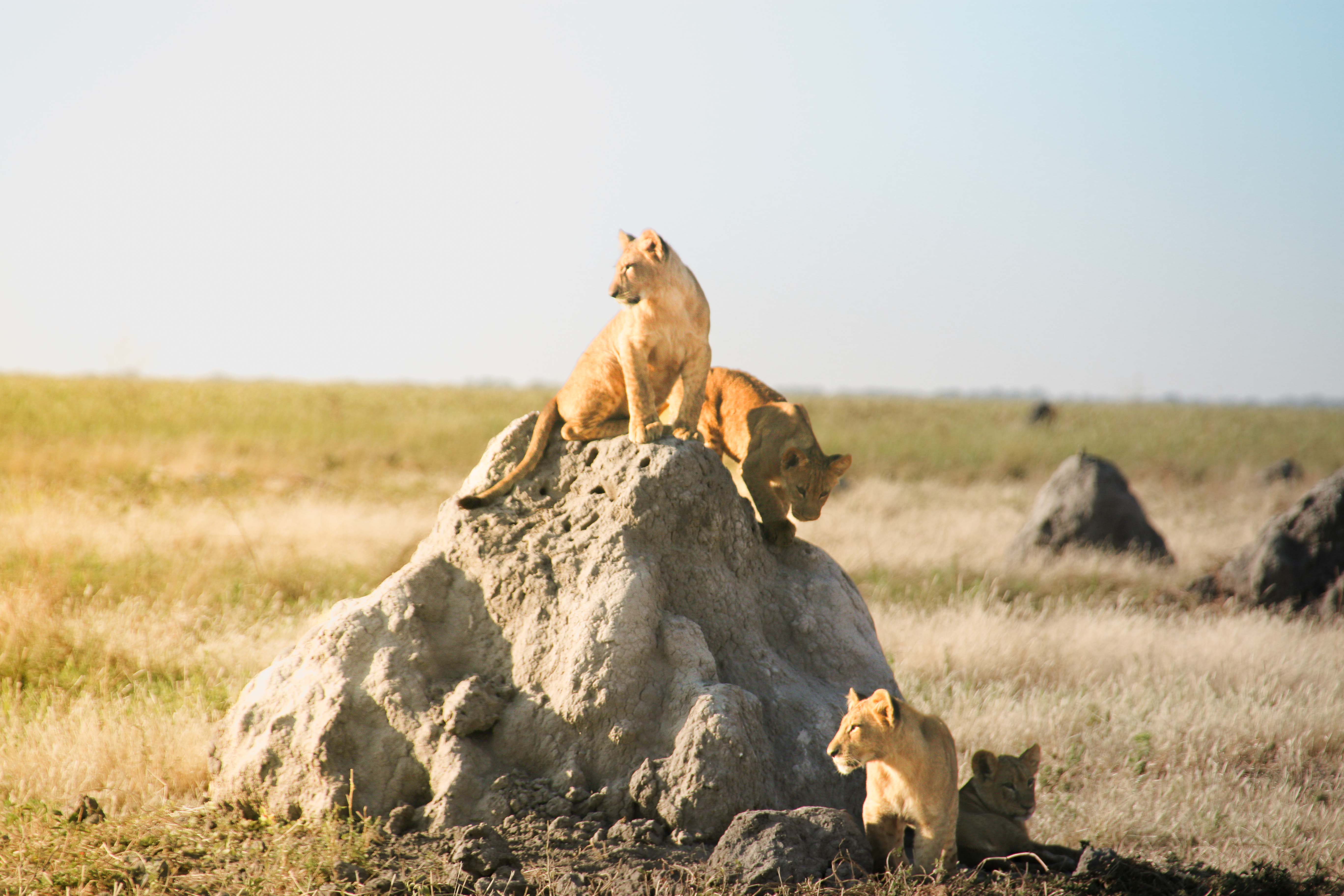 lions-on-hill-cover.jpg