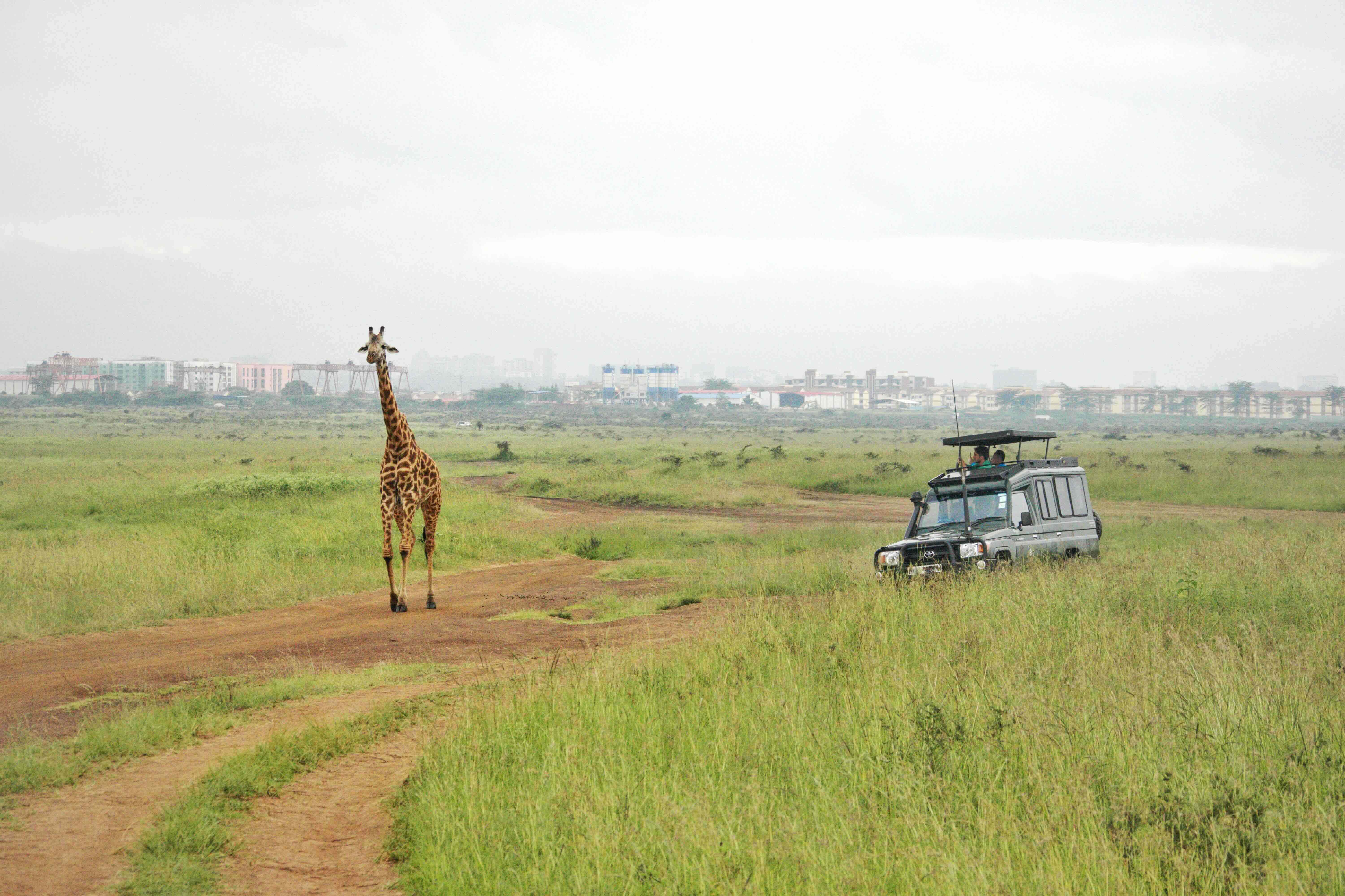 nairobi-national-park-giraffe-large.jpg