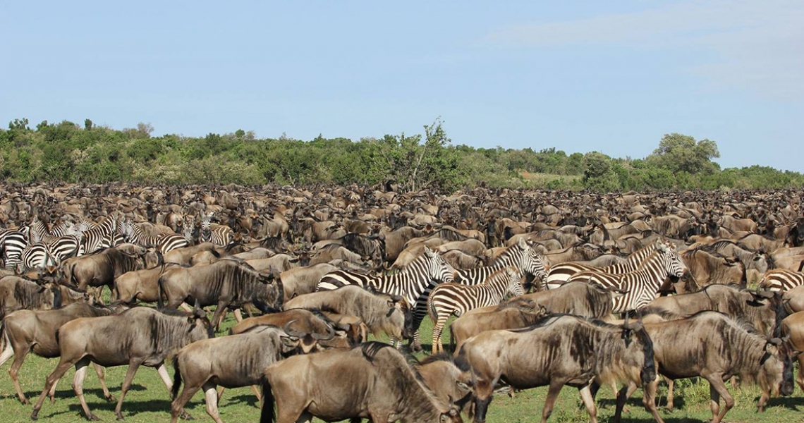 Masai Mara National Reserve - Discover Kenya