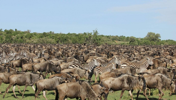 Masai Mara National Reserve - Discover Kenya