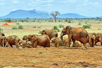 Tsavo, Tsavo National park - Discover Kenya
